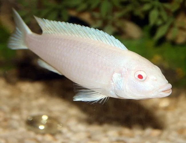 Sciaenochromis fryeri White Snow